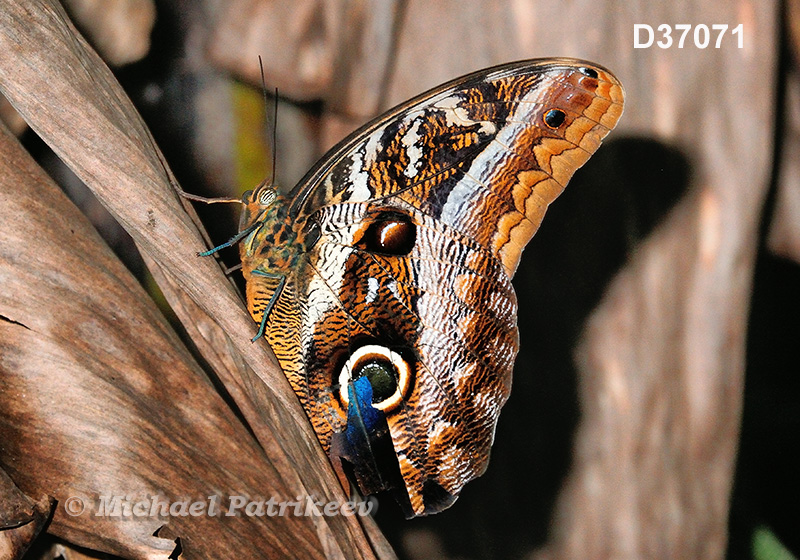 Idomeneus Owl-Butterfly (Caligo idomeneus)